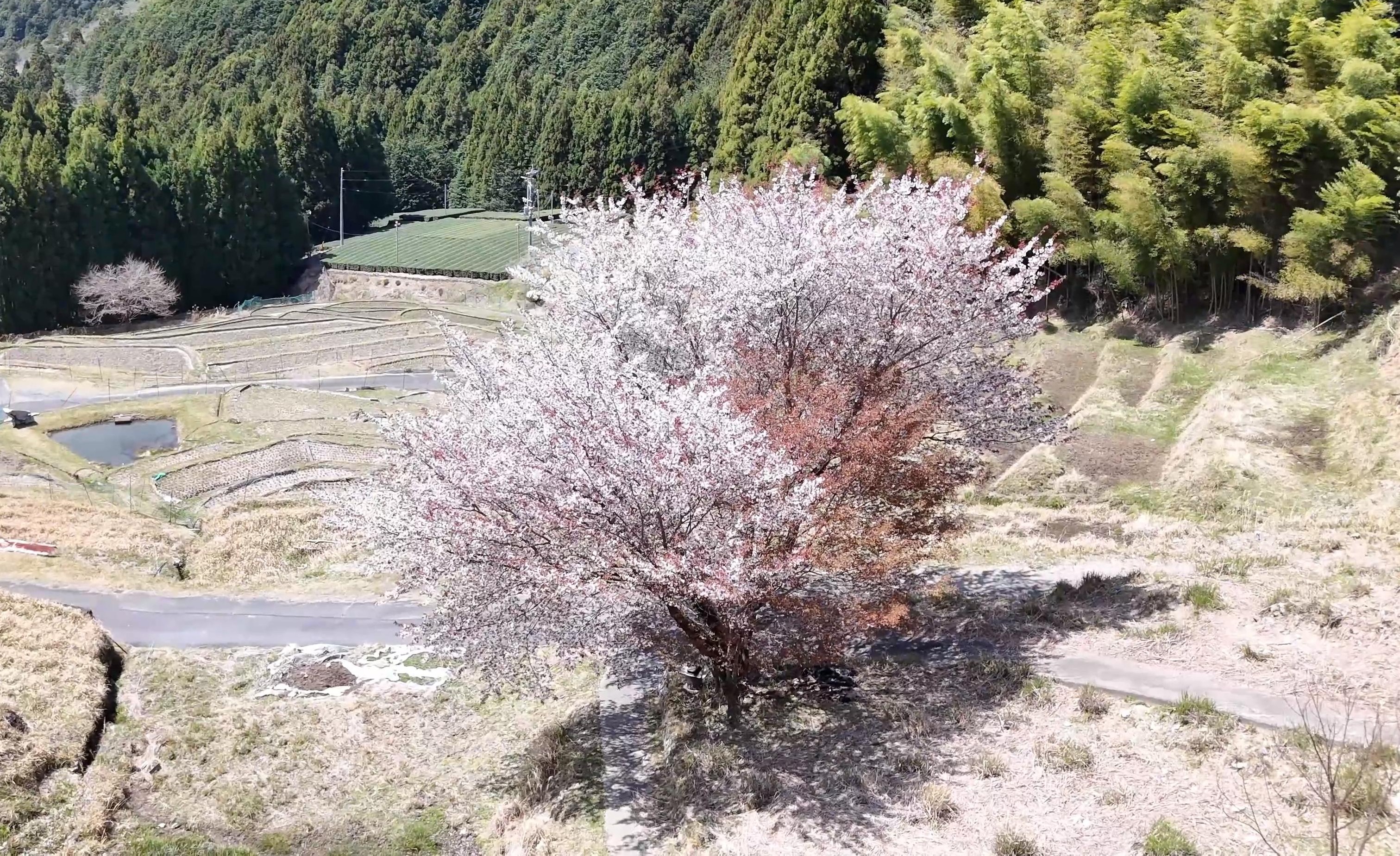 春のオオシマザクラ