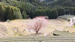 春の大栗安の棚田の風景