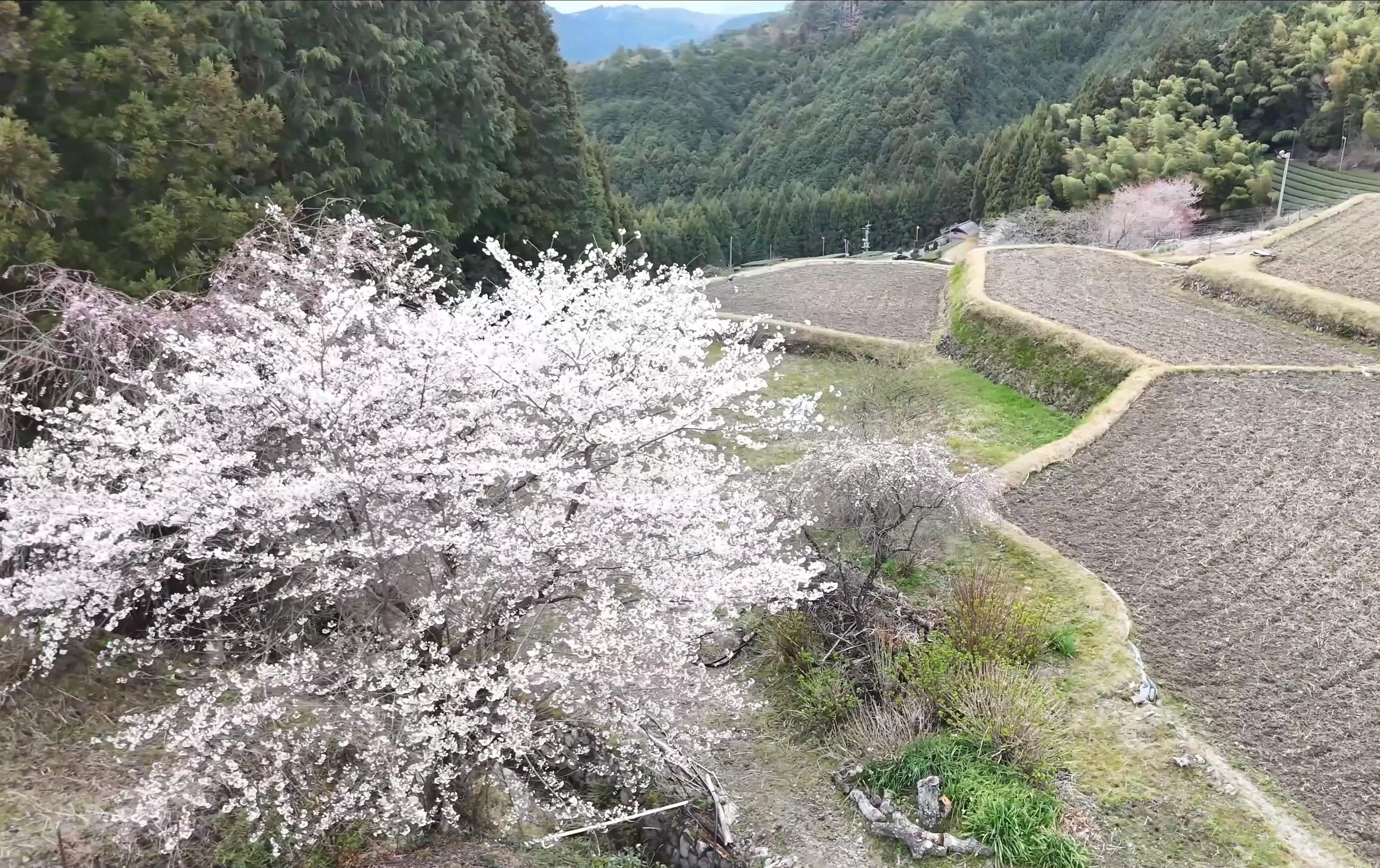 大栗安の棚田のトップ画像