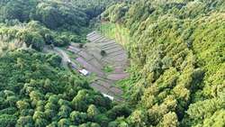 夏の白橿の棚田の風景
