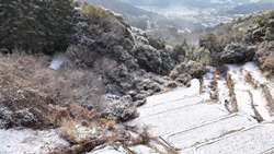 冬の白橿の棚田の風景